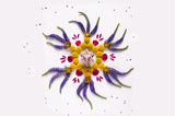 Seraphina Merkaba - Lepidolite